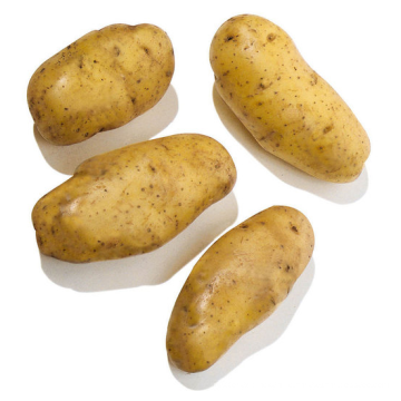 China fresh potato hot sale yellow potato export price